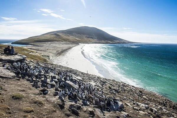 Southern rock hopper penguin colony (Eudyptes chrysocome) with the Neck isthmus in the background