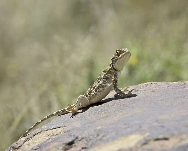 Southern spiny agama (Agama hispida), Mountain Zebra National Park, South Africa, Africa