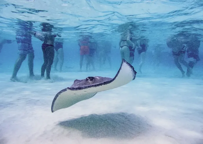 Framed Print : Southern stingray (Hypanus americanus), Stingray City, Grand Cayman, Cayman Islands Framed Print : Southern stingray (Hypanus americanus), Stingray City, Grand Cayman, Cayman Islands