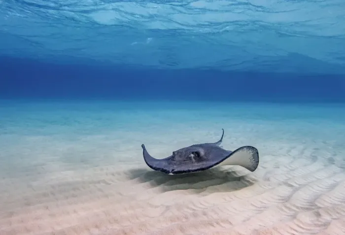 Framed Print : Southern stingray (Hypanus americanus), Stingray City, Grand Cayman, Cayman Islands Framed Print : Southern stingray (Hypanus americanus), Stingray City, Grand Cayman, Cayman Islands