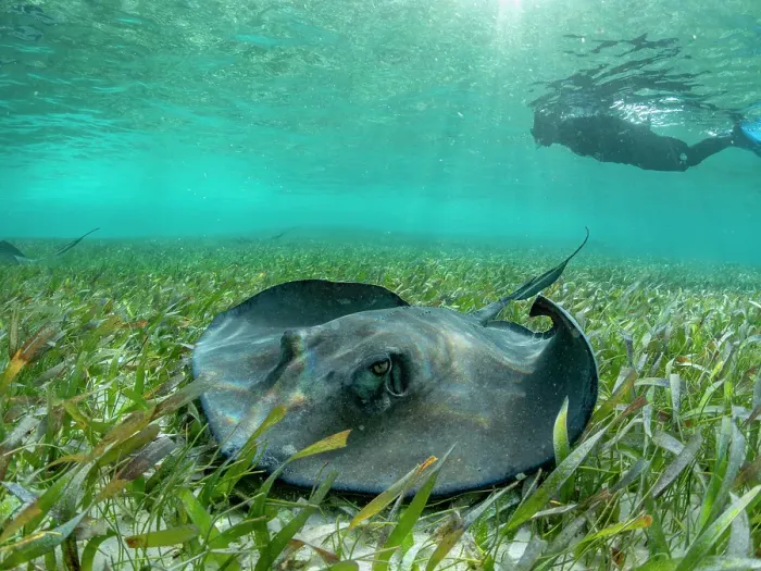 Framed Print : Southern stingray (Hypanus americanus), with snorkeler in shark and ray alley, Caye Caulker, Mesoamerican Barrier Reef, Belize Framed Print : Southern stingray (Hypanus americanus), with snorkeler in shark and ray alley, Caye Caulker, Mesoamerican Barrier Reef, Belize