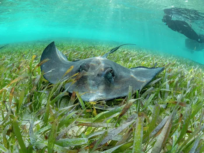 Framed Print : Southern stingray (Hypanus americanus), with snorkeler in shark and ray alley, Caye Caulker, Mesoamerican Barrier Reef, Belize Framed Print : Southern stingray (Hypanus americanus), with snorkeler in shark and ray alley, Caye Caulker, Mesoamerican Barrier Reef, Belize