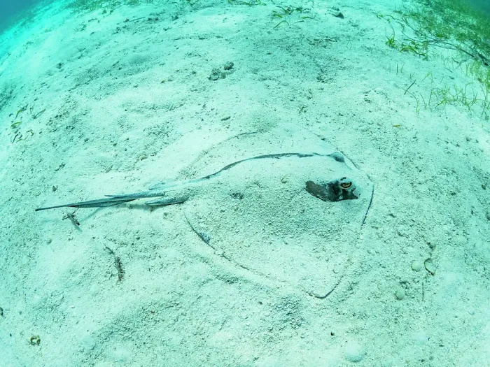 Framed Print : Southern stingray (Hypanus americanus) buried in shark and ray alley, Caye Caulker, Mesoamerican Barrier Reef, Belize Framed Print : Southern stingray (Hypanus americanus) buried in shark and ray alley, Caye Caulker, Mesoamerican Barrier Reef, Belize