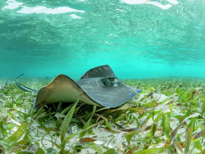 Framed Print : Southern stingray (Hypanus americanus) over sand in shark and ray alley, Caye Caulker, Mesoamerican Barrier Reef, Belize Framed Print : Southern stingray (Hypanus americanus) over sand in shark and ray alley, Caye Caulker, Mesoamerican Barrier Reef, Belize