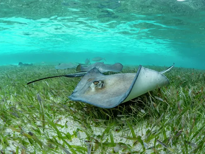 Framed Print : Southern stingray (Hypanus americanus) over sand in shark and ray alley, Caye Caulker, Mesoamerican Barrier Reef, Belize Framed Print : Southern stingray (Hypanus americanus) over sand in shark and ray alley, Caye Caulker, Mesoamerican Barrier Reef, Belize