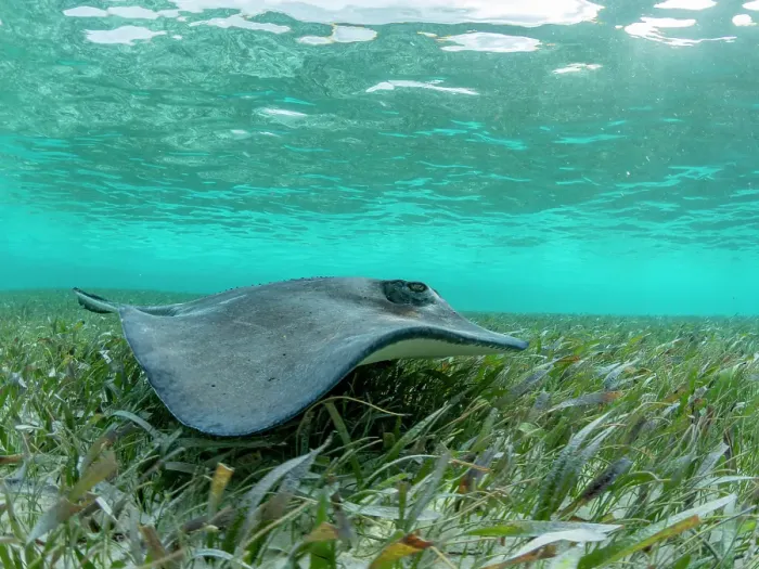 Framed Print : Southern stingray (Hypanus americanus) over sand in shark and ray alley, Caye Caulker, Mesoamerican Barrier Reef, Belize Framed Print : Southern stingray (Hypanus americanus) over sand in shark and ray alley, Caye Caulker, Mesoamerican Barrier Reef, Belize
