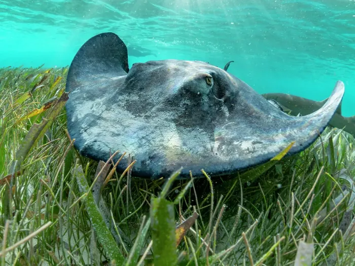 Framed Print : Southern stingray (Hypanus americanus) over sand in shark and ray alley, Caye Caulker, Mesoamerican Barrier Reef, Belize Framed Print : Southern stingray (Hypanus americanus) over sand in shark and ray alley, Caye Caulker, Mesoamerican Barrier Reef, Belize