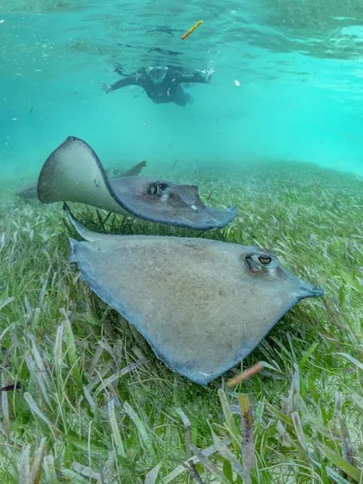 Framed Print : Southern stingray (Hypanus americanus) with snorkeler in shark and ray alley, Caye Caulker, Mesoamerican Barrier Reef, Belize Framed Print : Southern stingray (Hypanus americanus) with snorkeler in shark and ray alley, Caye Caulker, Mesoamerican Barrier Reef, Belize