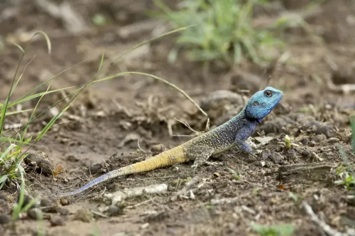 Framed Print : Southern tree agama (Acanthocerus atricollis) Framed Print : Southern tree agama (Acanthocerus atricollis)