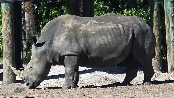 Framed Print : Southern White Rhino, Tampa Zoo, United States of America Framed Print : Southern White Rhino, Tampa Zoo, United States of America