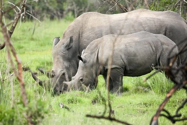 Southern white rhinos, mother and calf, at Ziwa Rhino Sanctuary, Uganda, Africa