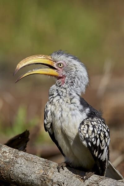 Southern yellow-billed hornbill (Tockus leucomelas), Kruger National Park, South Africa