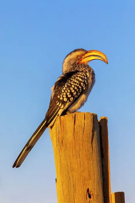 Framed Print : Southern yellow billed hornbill, Pilanesberg National Park, North West Province, South Africa, Africa Framed Print : Southern yellow billed hornbill, Pilanesberg National Park, North West Province, South Africa, Africa