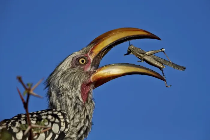 Framed Print : Southern yellow-billed hornbill (Tockus leucomelas) flipping a grasshopper, Kgalagadi