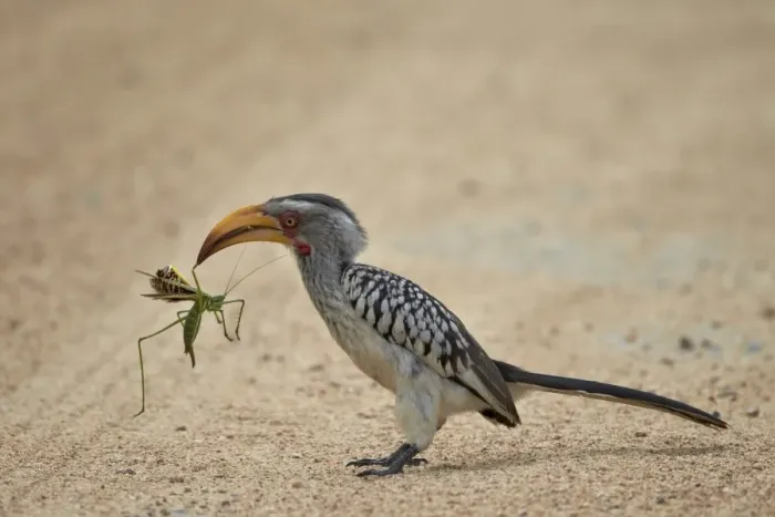 Framed Print : Southern yellow-billed hornbill (Tockus leucomelas) with a winged predatory katydid (Clonia wahlbergi), Kruger National Park, South Africa, Africa Framed Print : Southern yellow-billed hornbill (Tockus leucomelas) with a winged predatory katydid (Clonia wahlbergi), Kruger National Park, South Africa, Africa