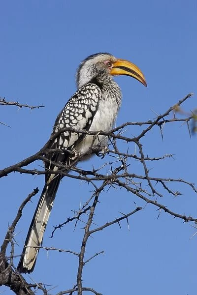Southern yellow hornbill (Tockus leucomelas), Madikwe Game Reserve, Madikwe