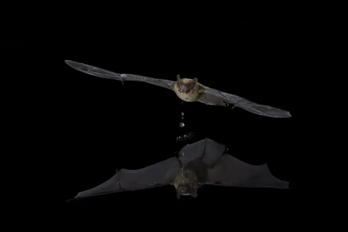 Framed Print : Southwestern Myotis (Myotis auriculus) in flight after taking a drink, Chiricahuas, Coronado National Forest, Arizona, United States of America, North America Framed Print : Southwestern Myotis (Myotis auriculus) in flight after taking a drink, Chiricahuas, Coronado National Forest, Arizona, United States of America, North America