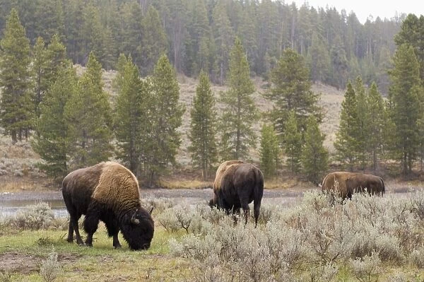 SP022048. Bisons, Yellowstone National Park, UNESCO World Heritage Site
