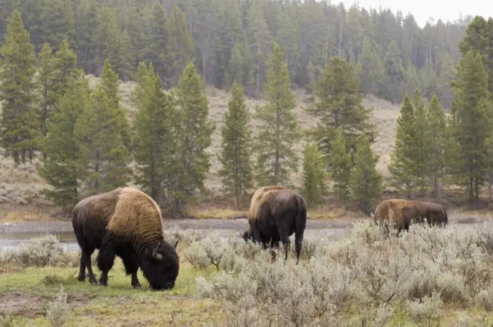 Framed Print : SP022048. Bisons, Yellowstone National Park, UNESCO World Heritage Site Framed Print : SP022048. Bisons, Yellowstone National Park, UNESCO World Heritage Site