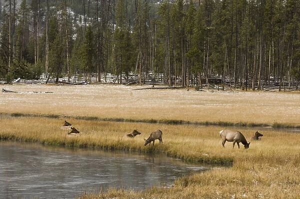 SP022148. Elk, Firehole River, Yellowstone National Park
