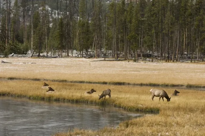 Framed Print : SP022148. Elk, Firehole River, Yellowstone National Park Framed Print : SP022148. Elk, Firehole River, Yellowstone National Park
