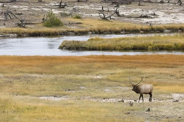 SP022201. Bull elk near Firehole River, Yellowstone National Park