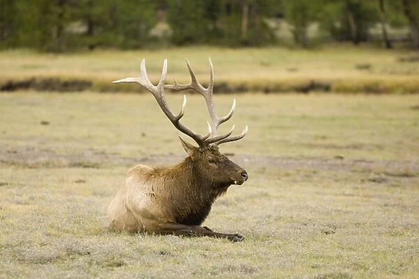 SP022271. Bull elk, Yellowstone National Park