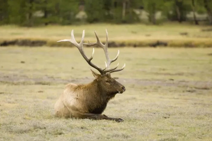 Framed Print : SP022271. Bull elk, Yellowstone National Park Framed Print : SP022271. Bull elk, Yellowstone National Park