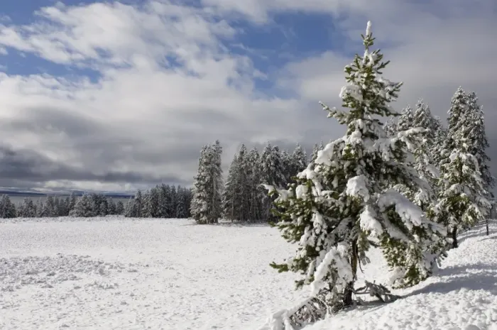 Framed Print : SP022299. Yellowstone National Park area in winter Framed Print : SP022299. Yellowstone National Park area in winter