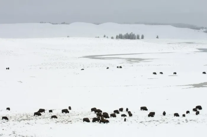 Framed Print : SP022336. Bison herd in snow covered field, Hayden Valley Framed Print : SP022336. Bison herd in snow covered field, Hayden Valley