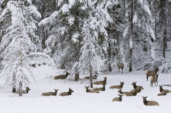 Framed Print : SP022393. Elk herd, Yellowstone National Park Framed Print : SP022393. Elk herd, Yellowstone National Park