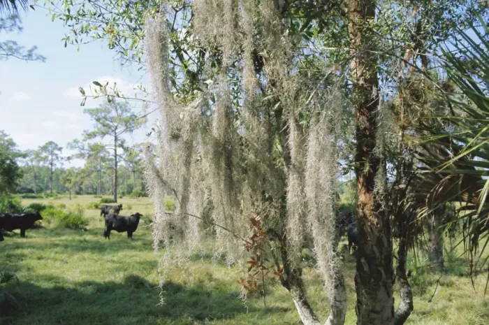 Framed Print : Spanish Moss growing in trees near Fort Myers Framed Print : Spanish Moss growing in trees near Fort Myers