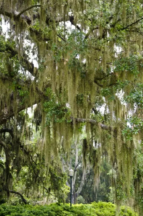 Framed Print : Spanish moss, Orlando, Florida, United States of America, North America Framed Print : Spanish moss, Orlando, Florida, United States of America, North America