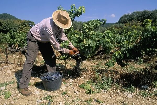 Spanish seasonal worker picking grapes, Seguret region, Vaucluse, Provence