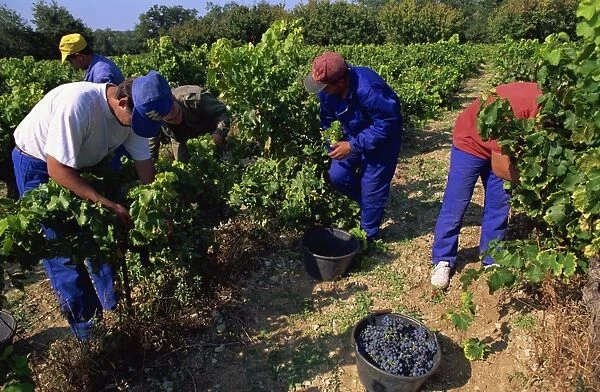 Spanish seasonal workers grape picking, Seguret, Vaucluse region, Provence