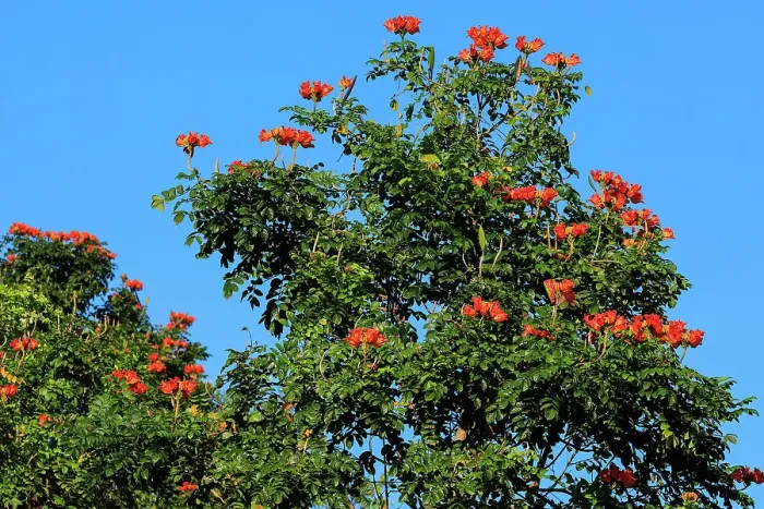 Framed Print : Spathodea campanulata (African Tulip Tree), grown ornamentally worldwide due to its bright red orange flowers, Pulisan, Minahasa, North Sulawesi, Indonesia, Southeast Asia, Asia