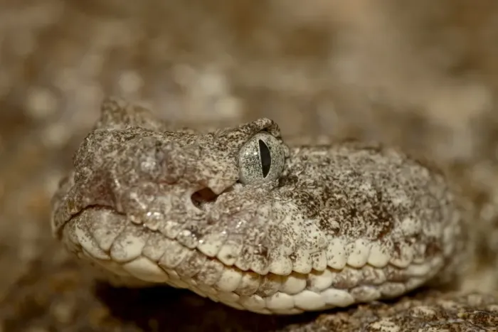 Framed Print : Speckled rattlesnake (Crotalus mitchellii) in captivity, Arizona Sonora Desert Museum