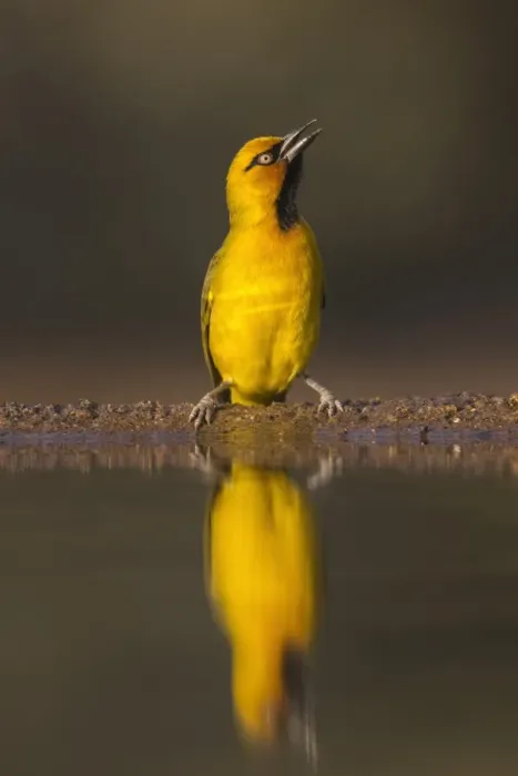 Framed Print : Spectacled weaver (Ploceus ocularis), Zimanga private game reserve, KwaZulu-Natal Framed Print : Spectacled weaver (Ploceus ocularis), Zimanga private game reserve, KwaZulu-Natal