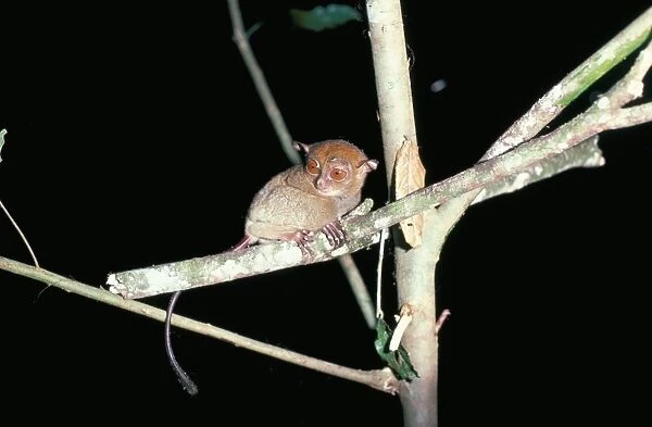Spectral tarsier at night