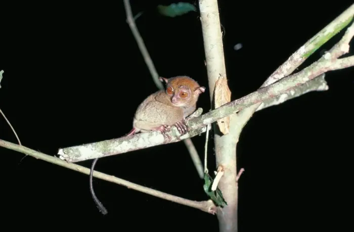 Framed Print : Spectral tarsier at night Framed Print : Spectral tarsier at night