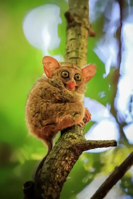 Framed Print : Spectral Tarsier (Tarsius tarsier) one of the smallest primates, now endangered, insect eating and nocturnal, Tangkoko National Park, Minahasa Highlands, North Sulawesi, Indonesia, Southeast Asia, Asia Framed Print : Spectral Tarsier (Tarsius tarsier) one of the smallest primates, now endangered, insect eating and nocturnal, Tangkoko National Park, Minahasa Highlands, North Sulawesi, Indonesia, Southeast Asia, Asia
