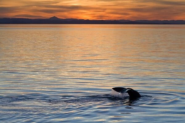 Sperm whale (Physeter macrocephalus) at sunset, Isla San Pedro Martir, Gulf of California (Sea of Cortez), Baja California Norte, Mexico, North America