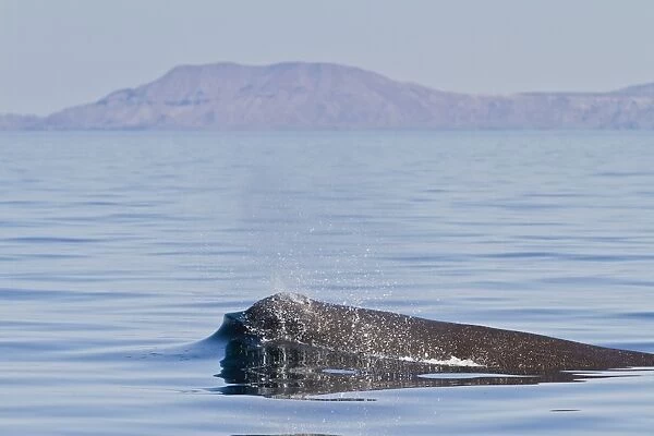 Sperm whale (Physeter macrocephalus) surfacing, Isla San Pedro Martir, Gulf of California (Sea of Cortez), Baja California Norte, Mexico