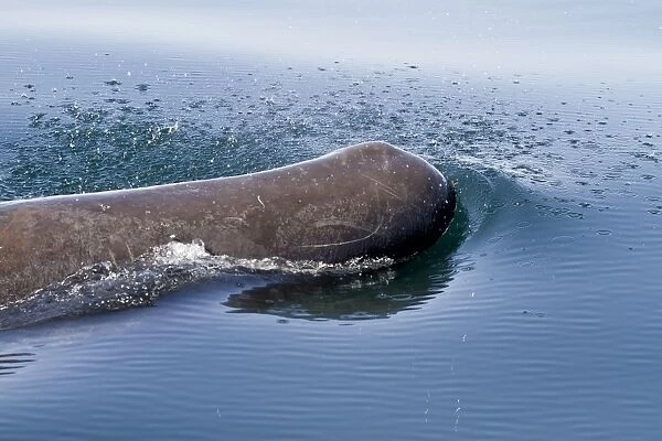 Sperm whale (Physeter macrocephalus) surfacing, Isla San Pedro Martir, Gulf of California (Sea of Cortez), Baja California Norte, Mexico, North America