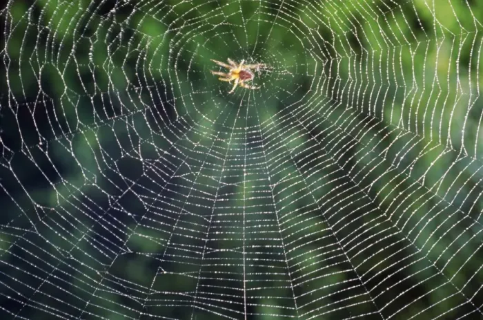 Framed Print : Spider in the centre of its web Framed Print : Spider in the centre of its web
