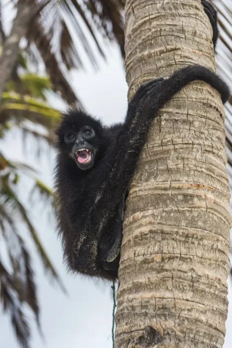 Framed Print : Spider monkey (Atelidae), Achutupu, San Blas Islands, Kuna Yala, Panama, Central America Framed Print : Spider monkey (Atelidae), Achutupu, San Blas Islands, Kuna Yala, Panama, Central America
