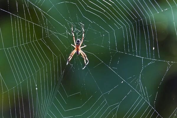 Spider in web, Cerro Dragon, Santa Cruz Island, Galapagos Islands, Ecuador, South America