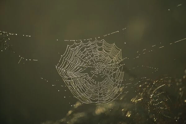 Spiders web at dawn, UK, Europe