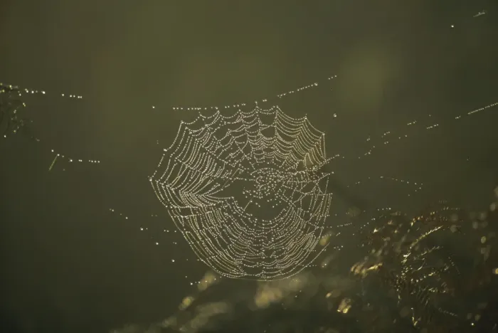 Framed Print : Spiders web at dawn, UK, Europe