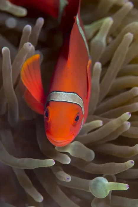 Framed Print : Spine-cheek Anemonefish (Premnas biaculeatus), Queensland, Australia, Pacific